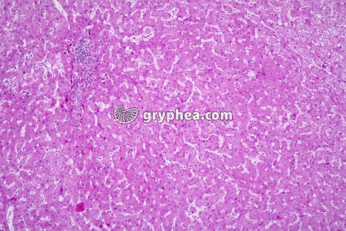 Foie x25 - gryphea.org